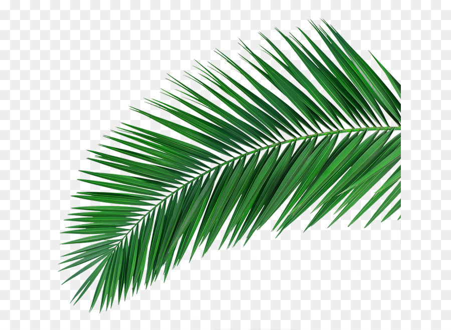 Arecaceae，Produtos Promocionais PNG