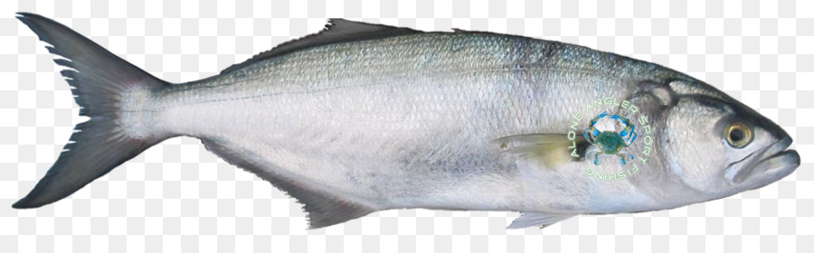 Sardinha，American Shad PNG