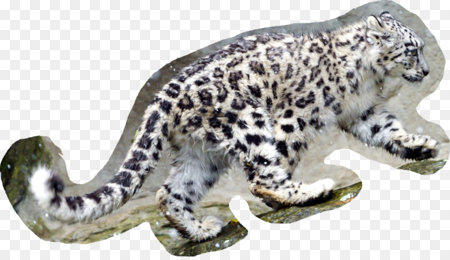 Papel De Parede Da área De Trabalho，Leopard PNG