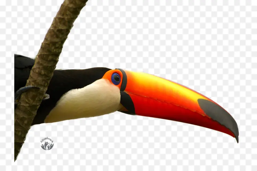 Tucano，Bico PNG