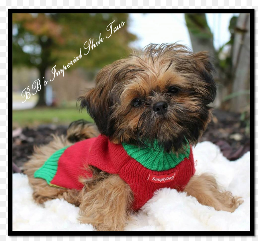 Shih Tzu，Imperial Chinês Do Cão PNG