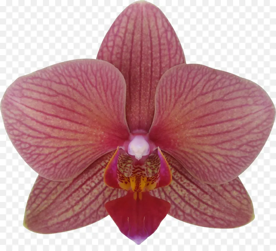 Orquídea，Florescer PNG