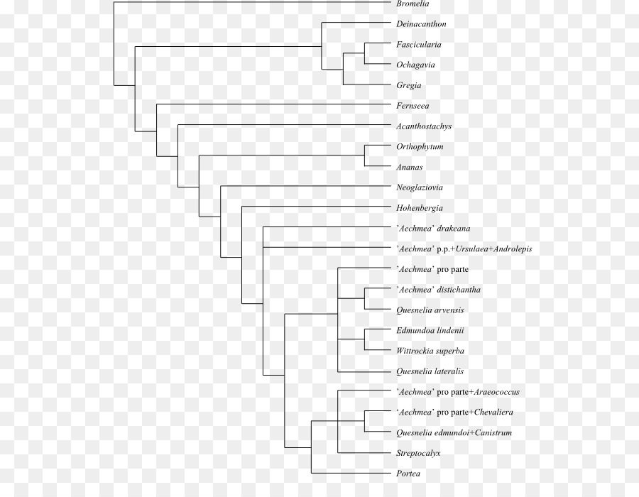 Cladogram，árvore Filogenética PNG
