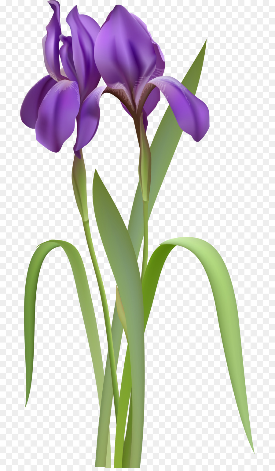 Flor De Iris Conjunto De Dados，Iris Versicolor PNG