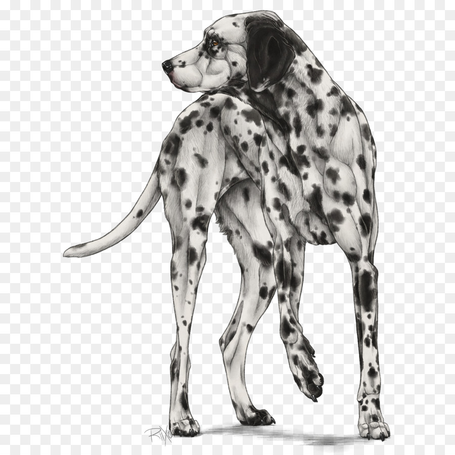 Cão Dálmata，Cachorro Companheiro PNG