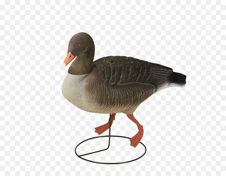 Greylag Ganso，Ganso PNG