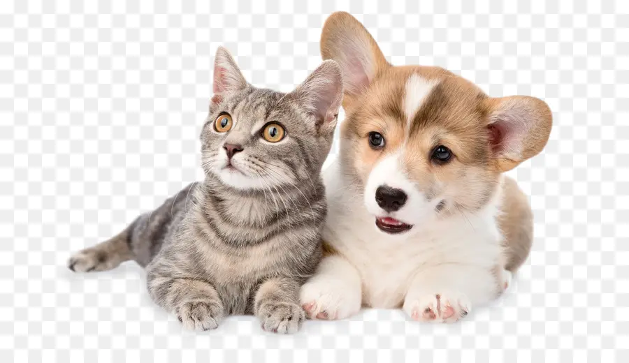 Gato E Cachorro，Animais De Estimação PNG