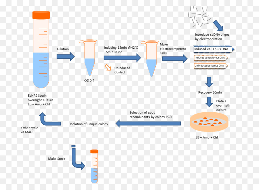 Plasmidial，International Genetically Engineered Machine PNG