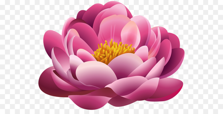 Flor，Flores Cor De Rosa PNG
