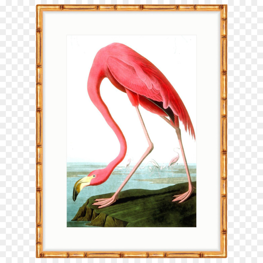 Flamingo，Pássaro PNG