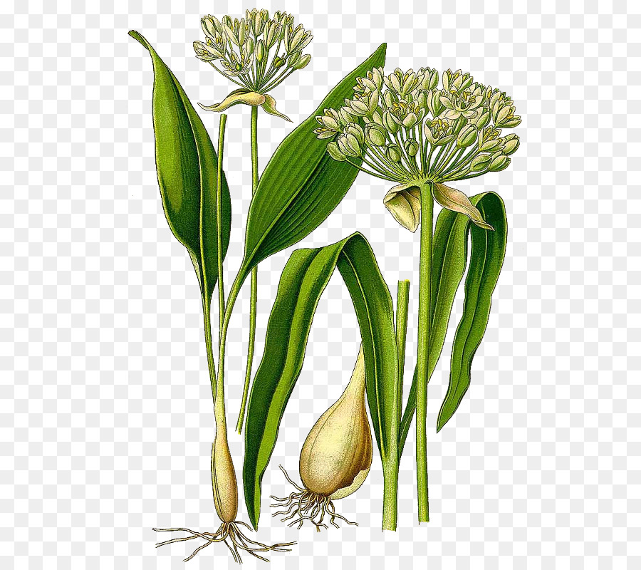 Pesto，Ramsons PNG