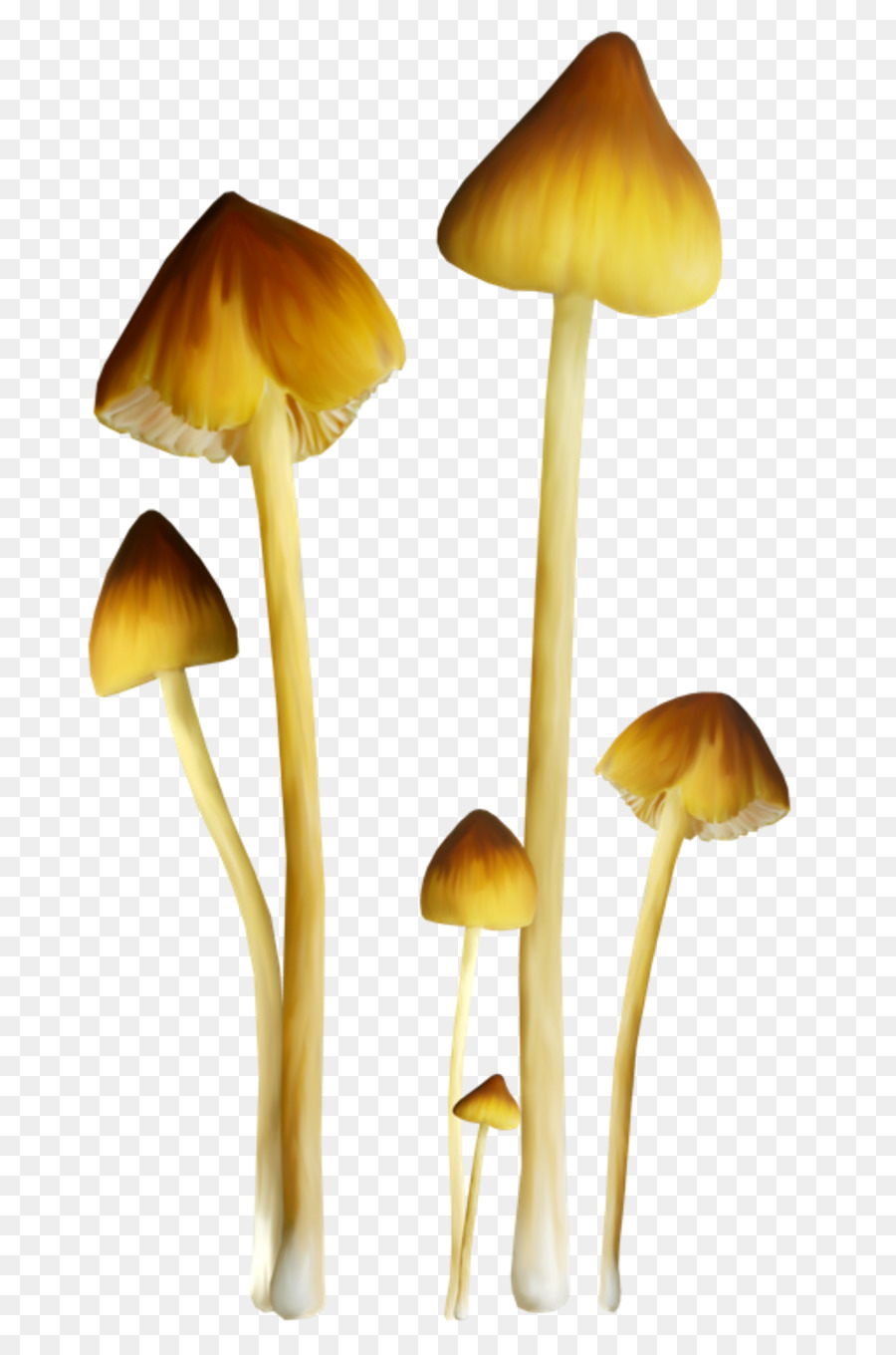 Cogumelos，Fungos PNG