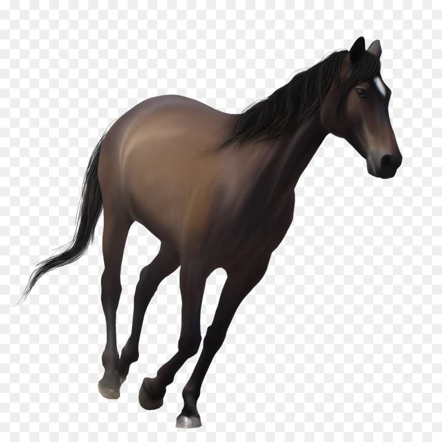 Cavalo，Equino PNG