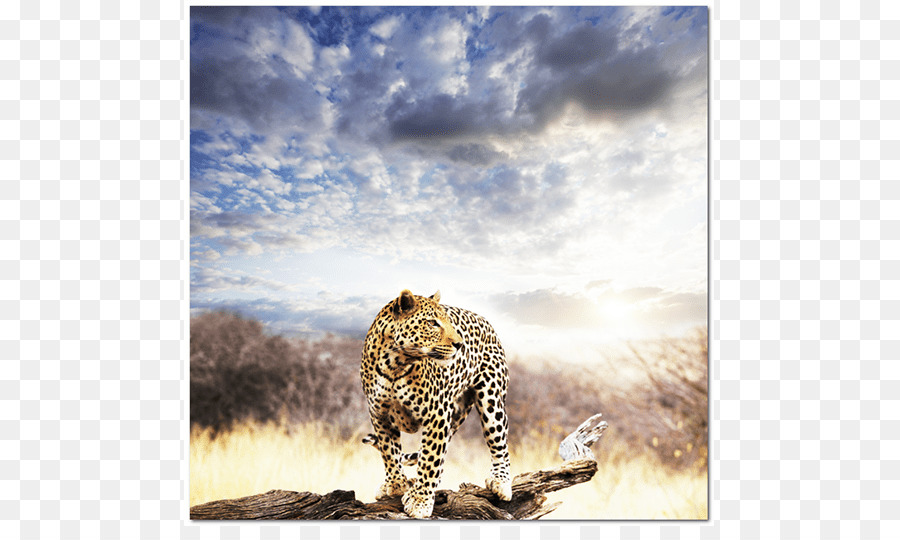 Leopardo Guerreiro Uma Viagem Para A áfrica Ensinamentos De Ascendência Instinto E Sonhos，Felidae PNG