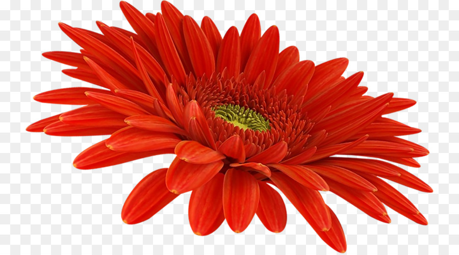 Transvaal Daisy，Crisântemo PNG