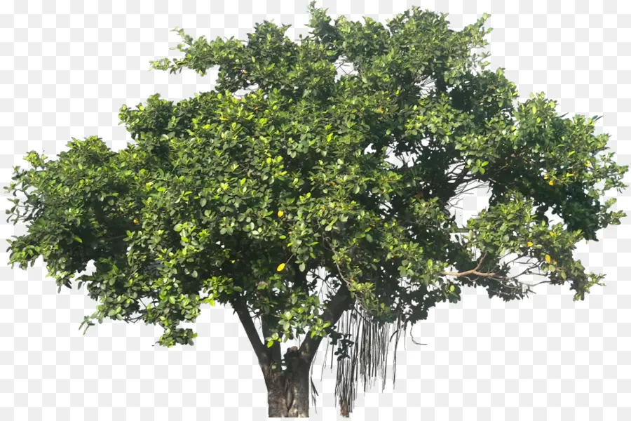 Ficus Microcarpa，Banyan PNG