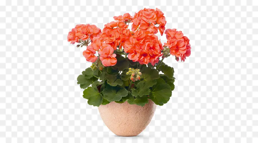 Guindaste Sbill，Pelargonium Peltatum PNG