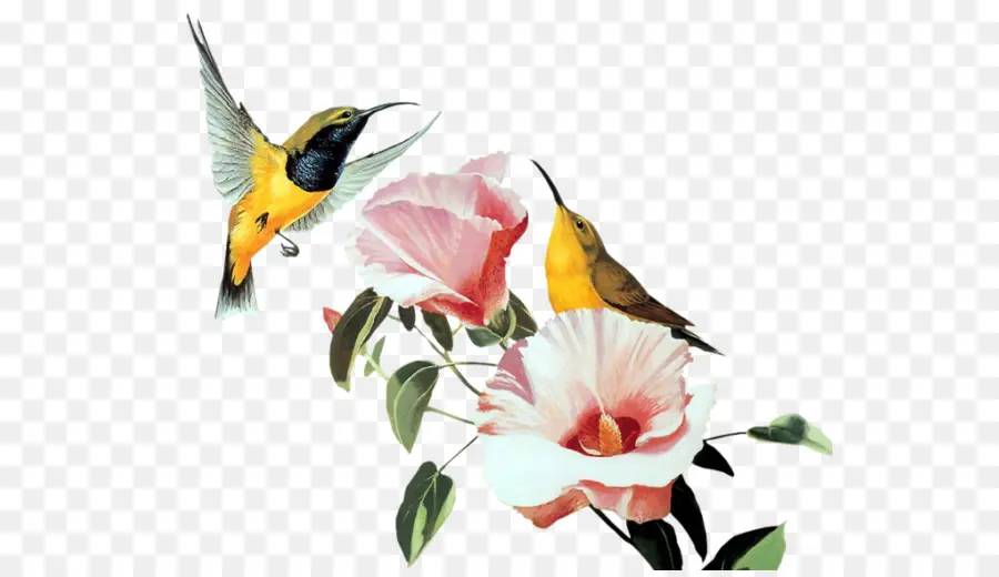 Beija Flor，Aves PNG