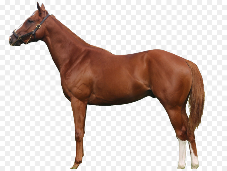 Cavalo，Marrom PNG