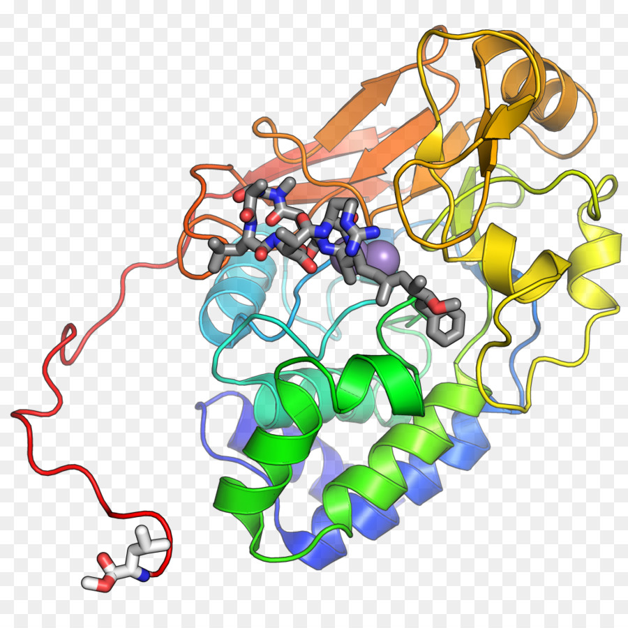 Estrutura Proteica，Biologia PNG