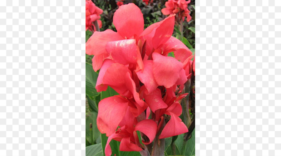 Canna，Jardim PNG