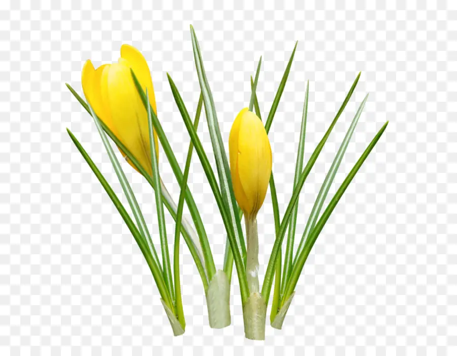 Crocus，Amarelo PNG