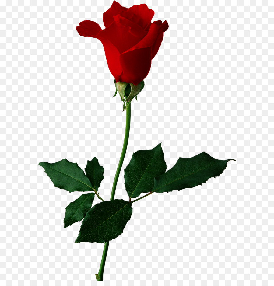 Rosa，Rosa Preta PNG