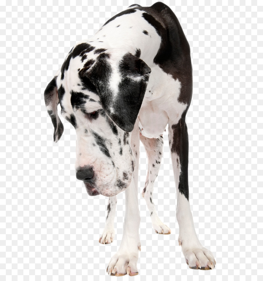 Cão，Michigan PNG