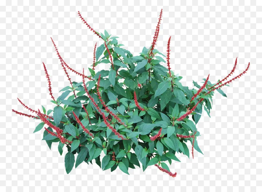 Salvia Splendens，Folha PNG