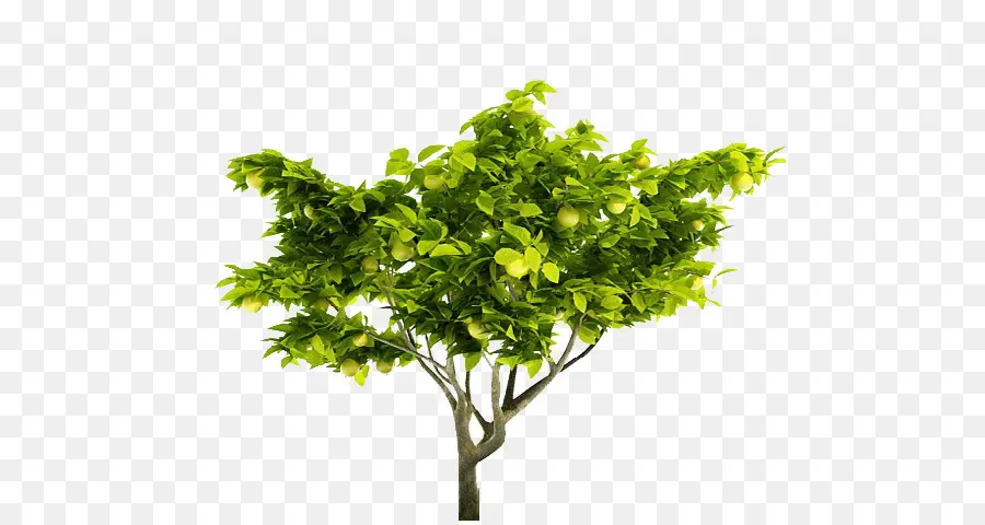Limão，árvore PNG