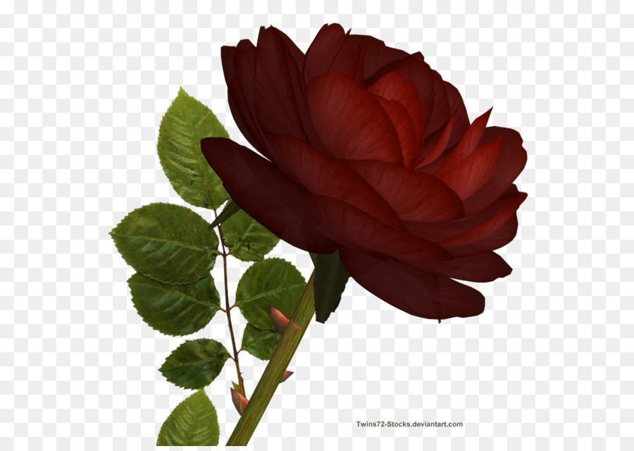 Rosa Vermelha，Florescer PNG