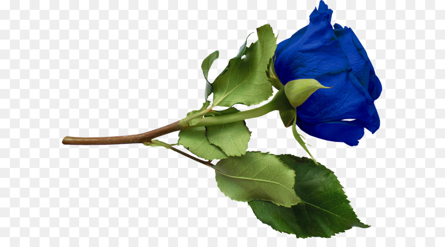 Rosa Azul，Azul PNG