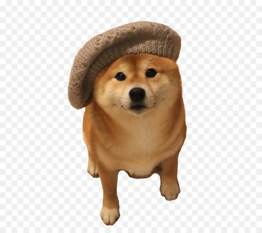 Cachorro Com Boina，Bonitinho PNG