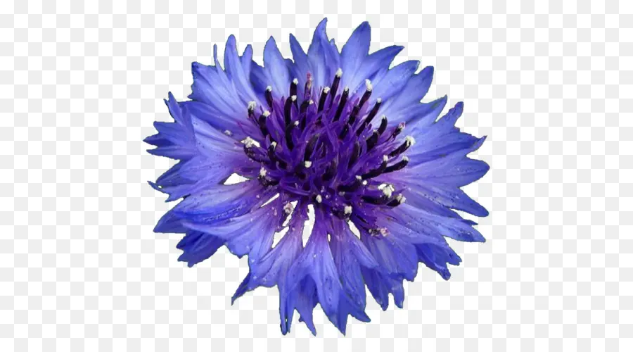 Cornflower，Royalty Free PNG