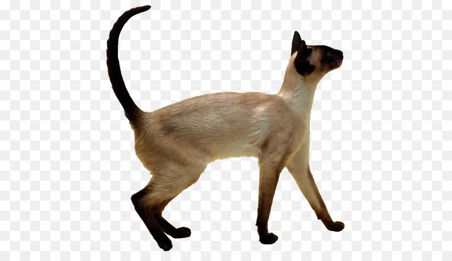 Siamese Cat，Tailandês Gato PNG