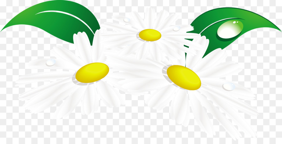 Margaridas，Branco PNG