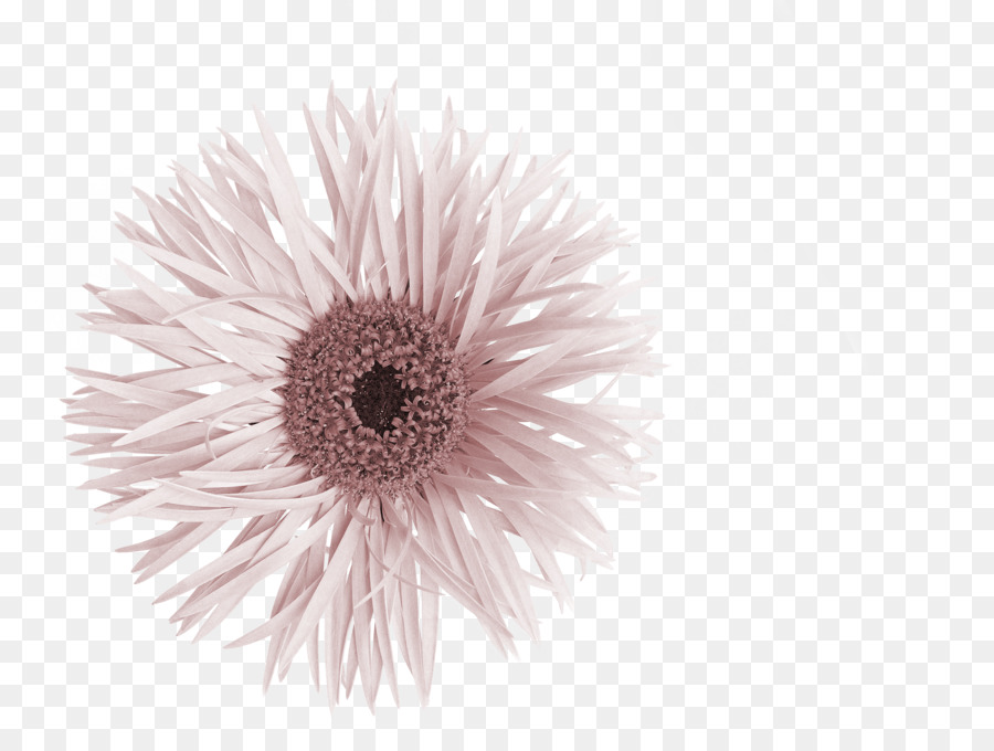 Flor，Florescer PNG