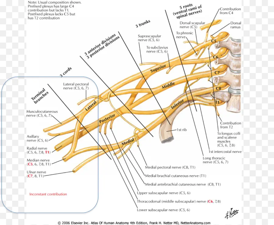 Nervos，Anatomia PNG