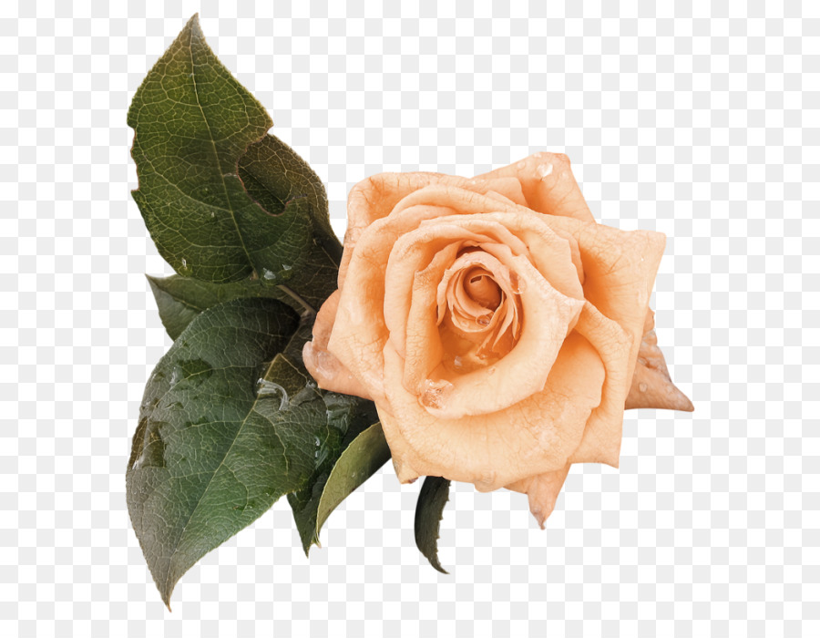 Rosa Pêssego，Florescer PNG