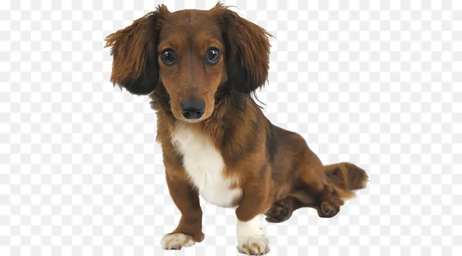 Dachshund，Filhote De Cachorro PNG