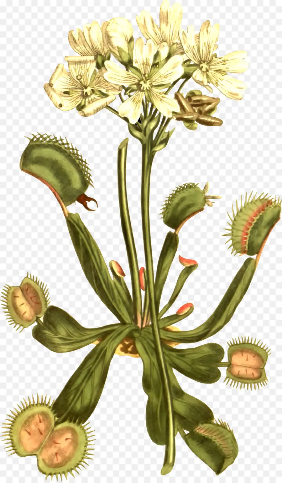 Venus Flytrap，Planta Carnívora PNG