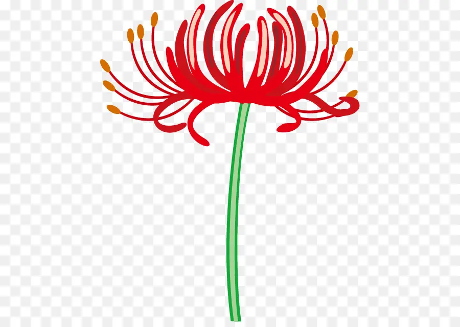 Red Spider Lily，Design Floral PNG