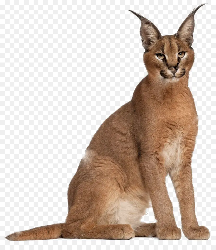 Gato，Caracal PNG