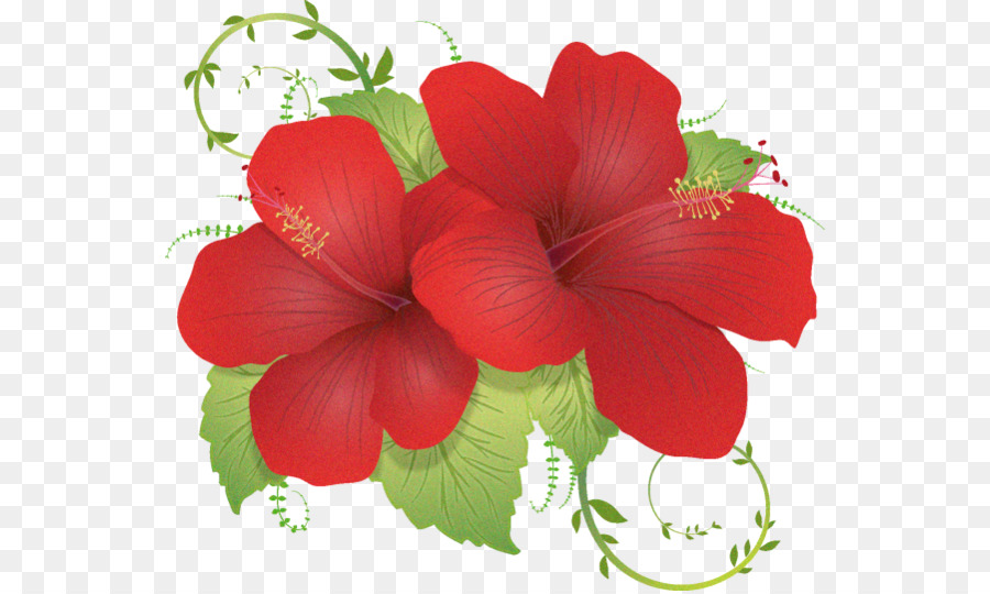 Flor，Shoeblackplant PNG