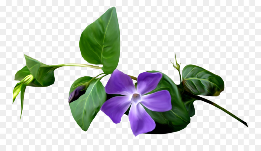 Violetas，Flores PNG