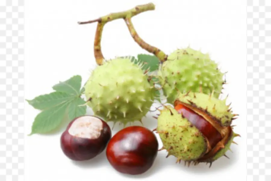 Europeia Horsechestnut，Sweet Chestnut PNG