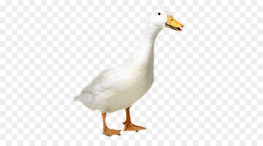 Pato，Pássaro PNG