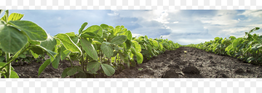 Campo De Soja，Plantas PNG