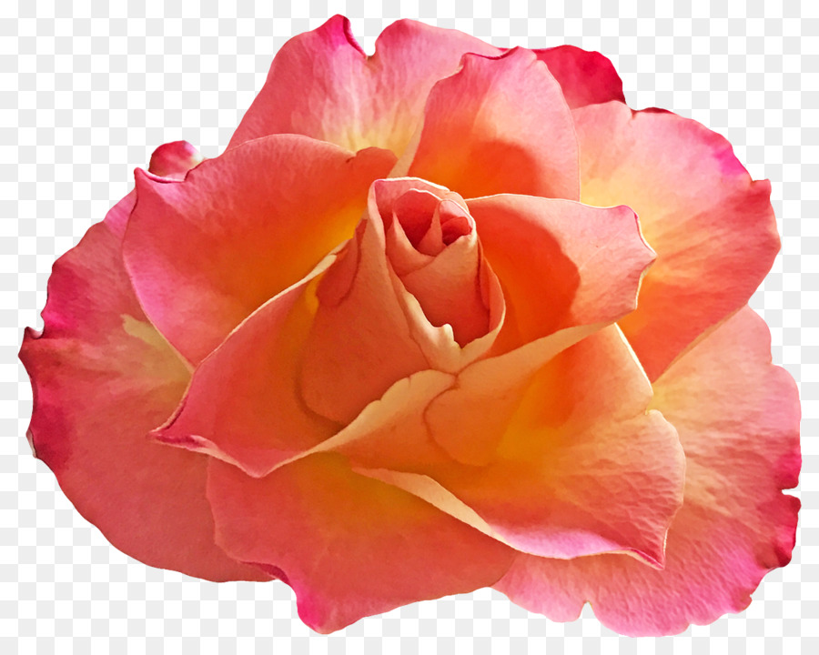 Rosa，Florescer PNG