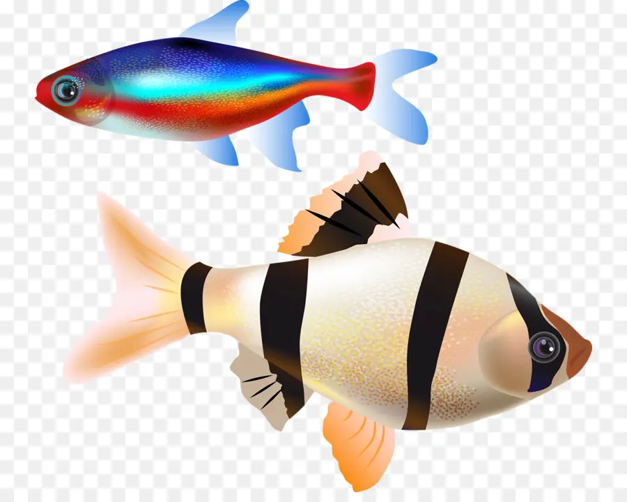 Peixe，Aquário PNG